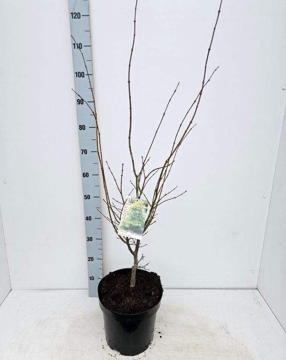 Acer palmatum 'Koto-no-ito', D 26