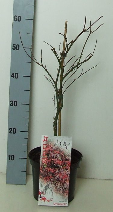 Acer palmatum 'Orangeola' P19 Full CC, D 19