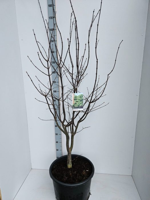 Acer palmatum 'Osakazuki', D 43