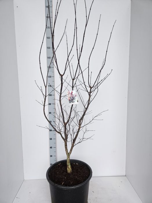 Acer palmatum 'Red Emperor', D 43