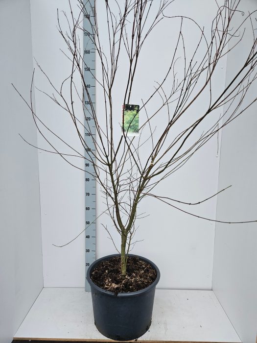Acer palmatum 'Seiryu', D 43