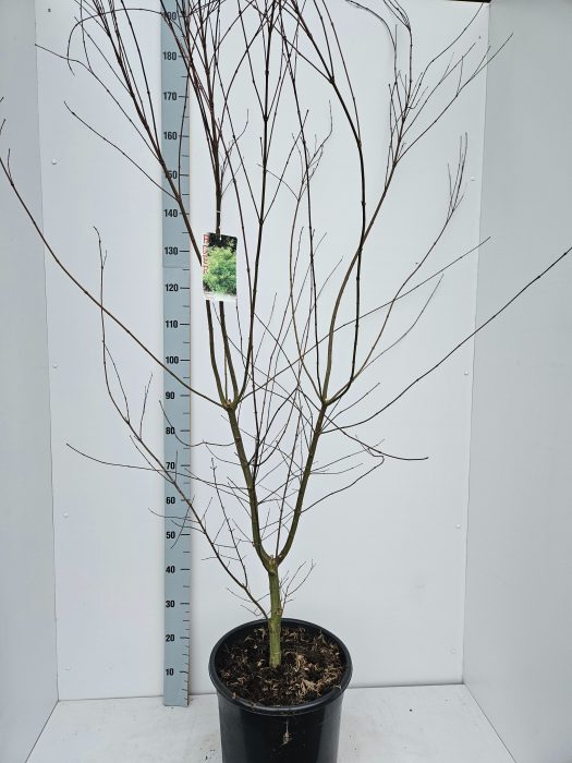 Acer palmatum 'Seiryu', D 36