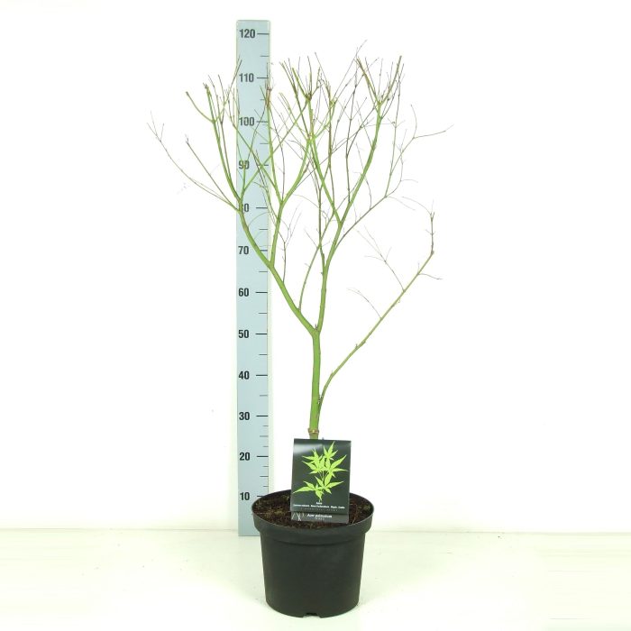 Acer palmatum 'Seiryu' P26 Full CC, D 26
