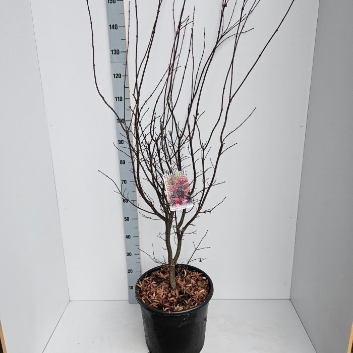 Acer palmatum 'Skeeters Broom', D 36