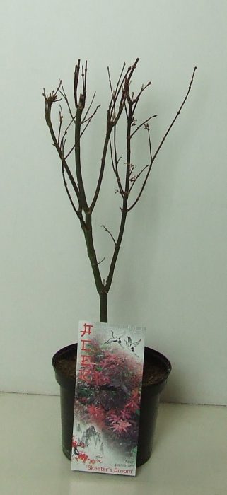 Acer palmatum 'Skeeters Broom' P19, D 19