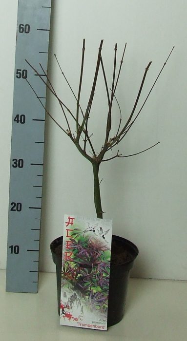 Acer palmatum 'Trompenburg' P19 Full CC, D 19