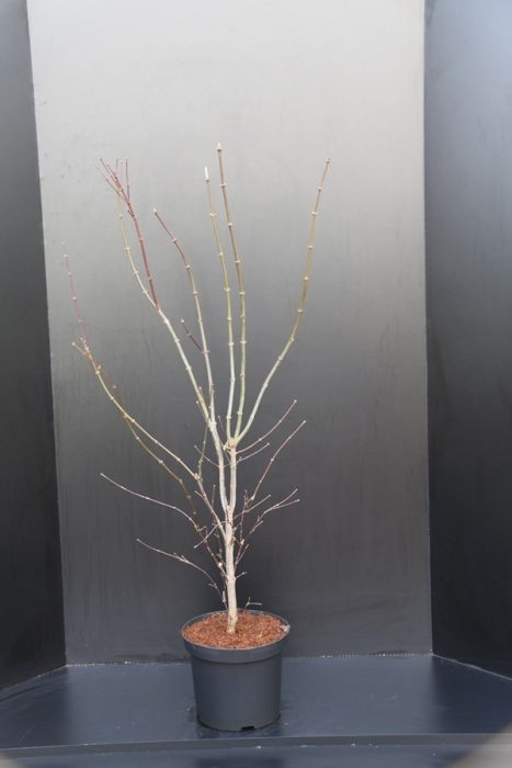 Acer palmatum Atropurpureum, D 32