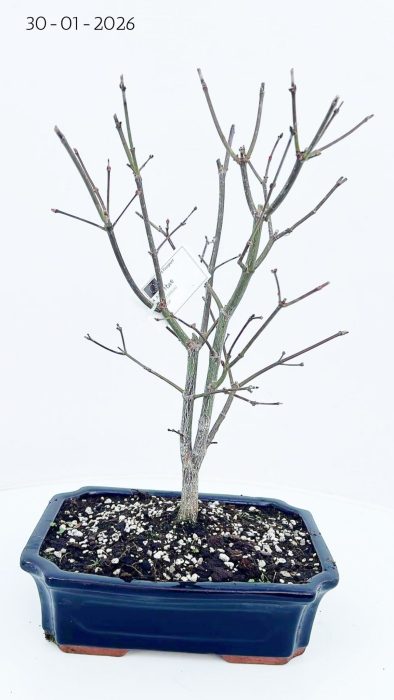 Acer palmatum atropurpureum, pot 25cm., D 26