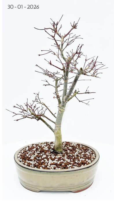 Acer palmatum deshojo, pot 27cm., D 27