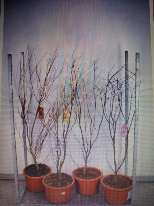 Acer palmatum in cultivars 120-140 P34, D 34