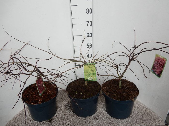 Acer palmatum in cultivars 30-40 P28, D 28