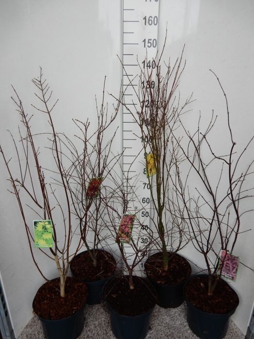 Acer palmatum in cultivars 80-90 P28, D 28