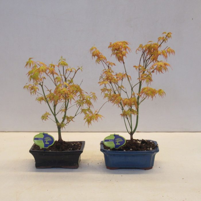 acer palmatum katsura, D 19