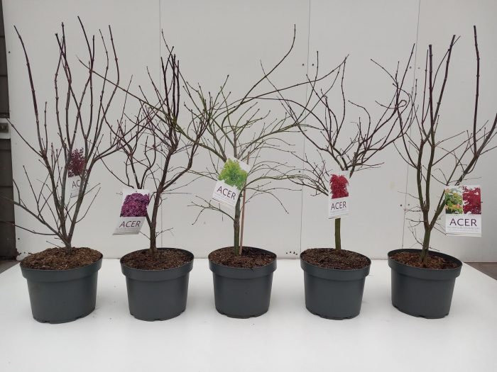 Acer palmatum mix C10, D 29