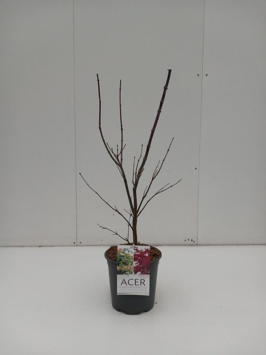 Acer palmatum Osakazuki, D 24