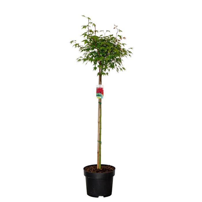 Acer palmatum, kroon, D 28