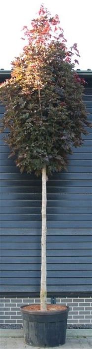 Acer plat. 'Crimson Sentry', D 120