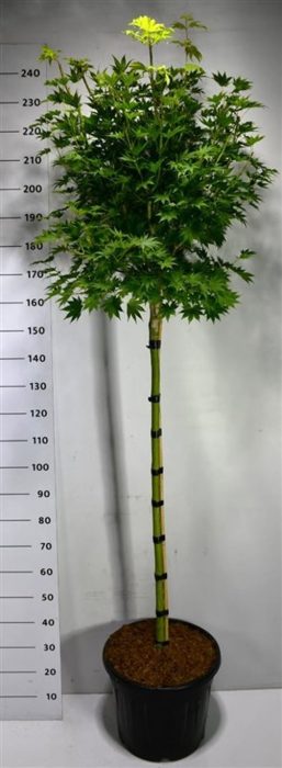 Acer shirasawanum 'Jordan', D 40