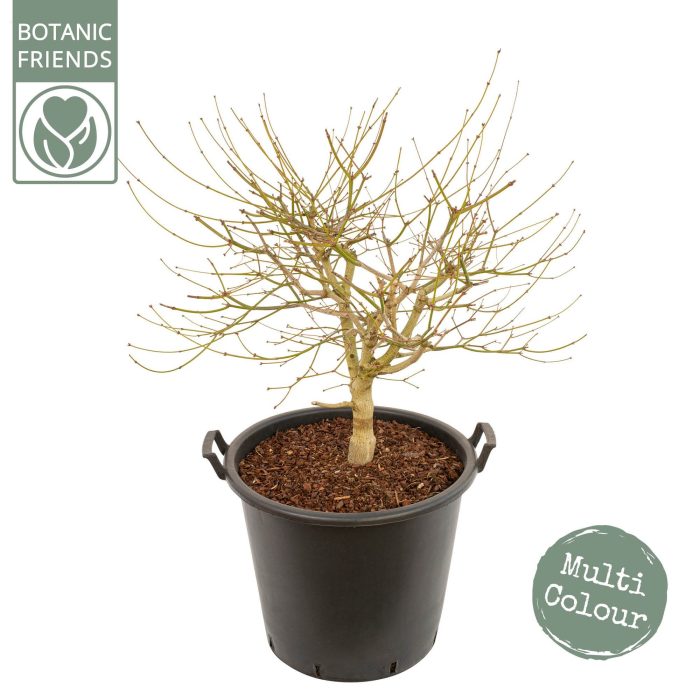 Acer shirasawanum 'Moonrise' ®, D 50