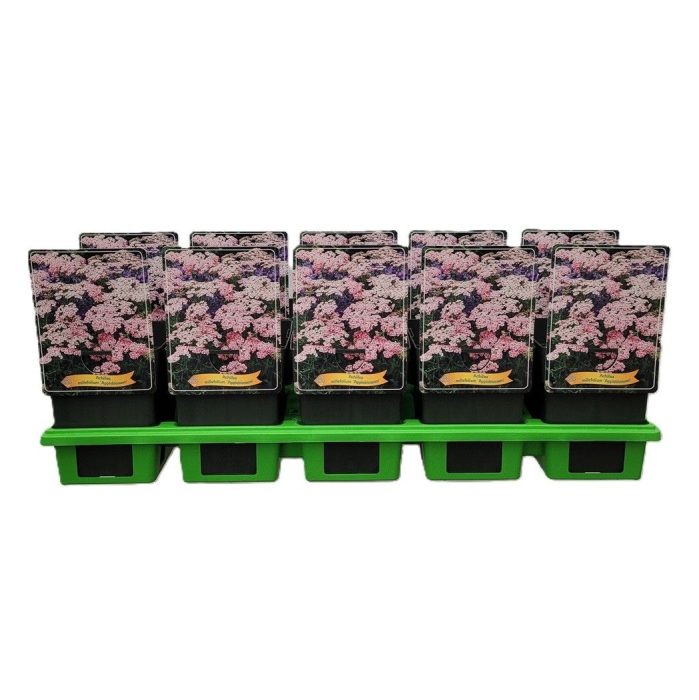 Achillea millefolium 'Appleblossom' P11, D 11