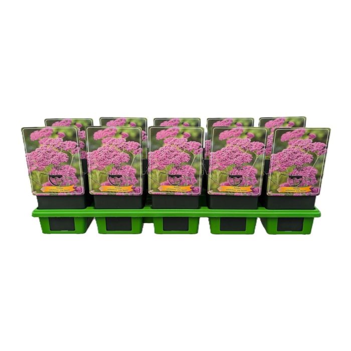 Achillea millefolium 'Lilac Beauty' P11, D 11