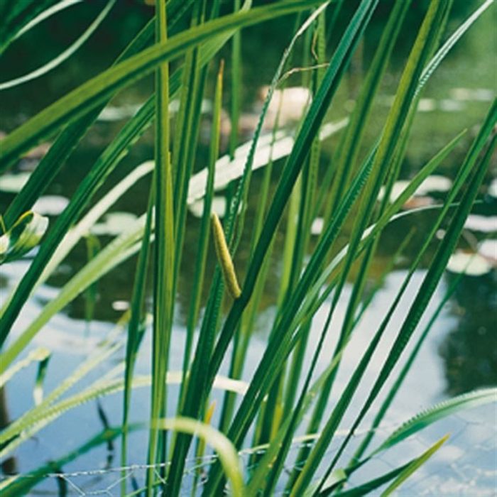 Acorus calamus (18 x18), D 18