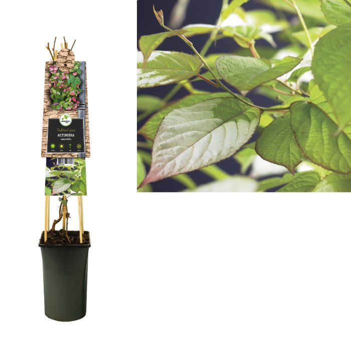 Actinidia kolomikta +3.0 label, D 17