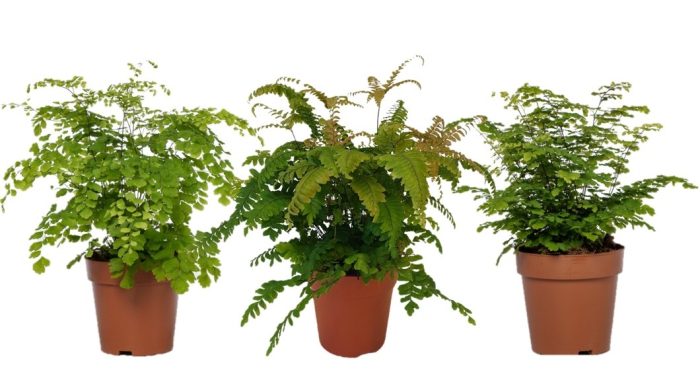 Adiantum gemengd, D 12