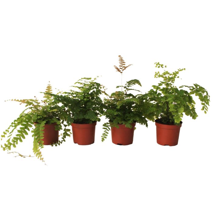 Adiantum Gemengd, D 8,5