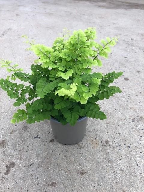 ADIANTUM RADDIANUM 'FRITZ LUTHI', D 11