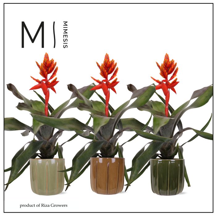 Aechmea Pepita Elegant Flames - 12cm in Peru | Mimesis, D 12