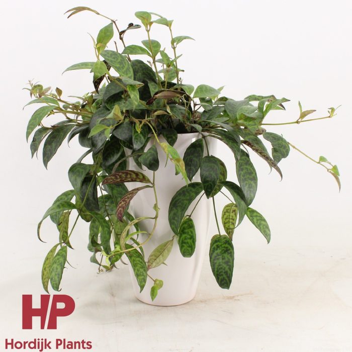 Aeschynanthus Marmoratus - keramiek wit, D 15