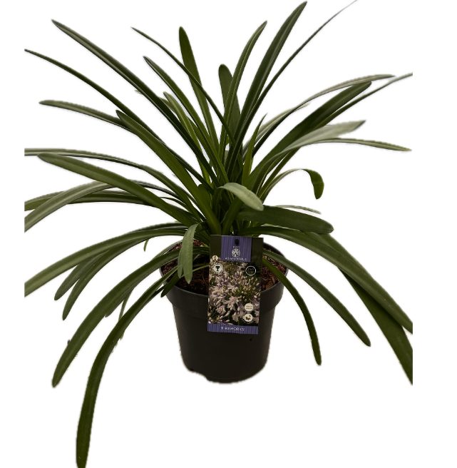Agapanthus 'Fireworks' P22 EVERGREEN, D 22