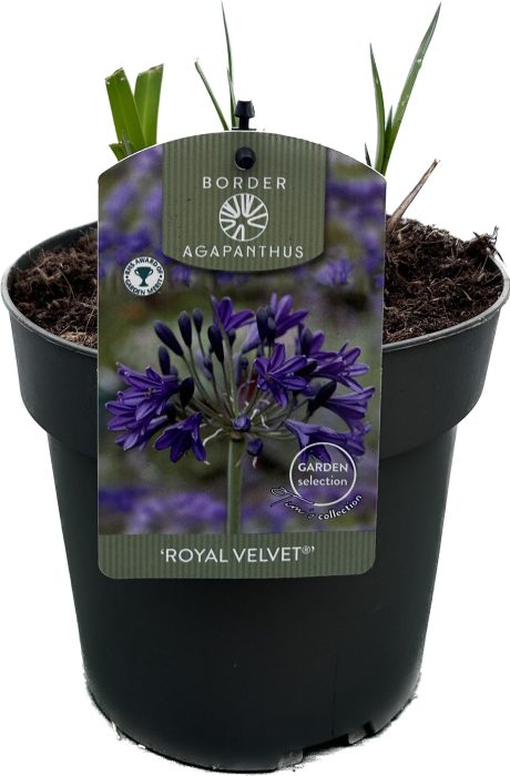 Agapanthus 'Royal Velvet' P17 GARDEN, D 17