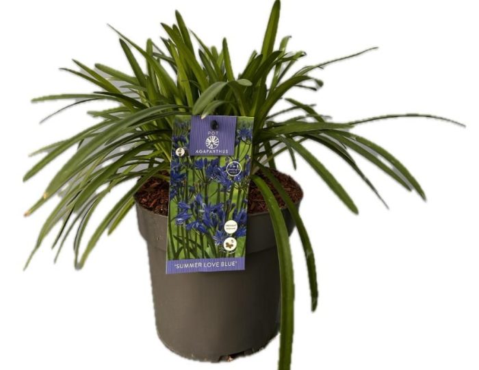 Agapanthus 'Summer love Blue' P19 EVERGREEN, D 19