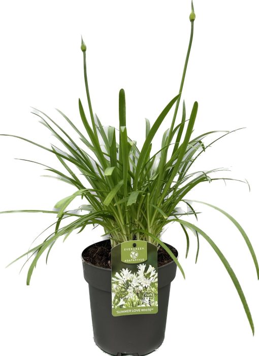 Agapanthus 'Summer love White' P19 EVERGREEN, D 19