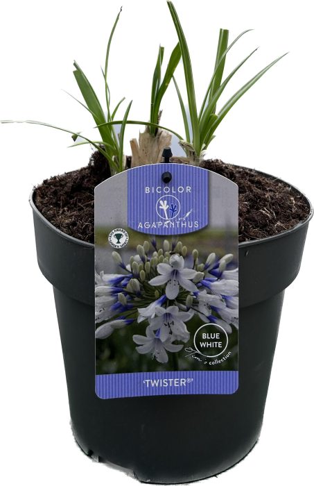 Agapanthus 'Twister' P19 GARDEN, D 19