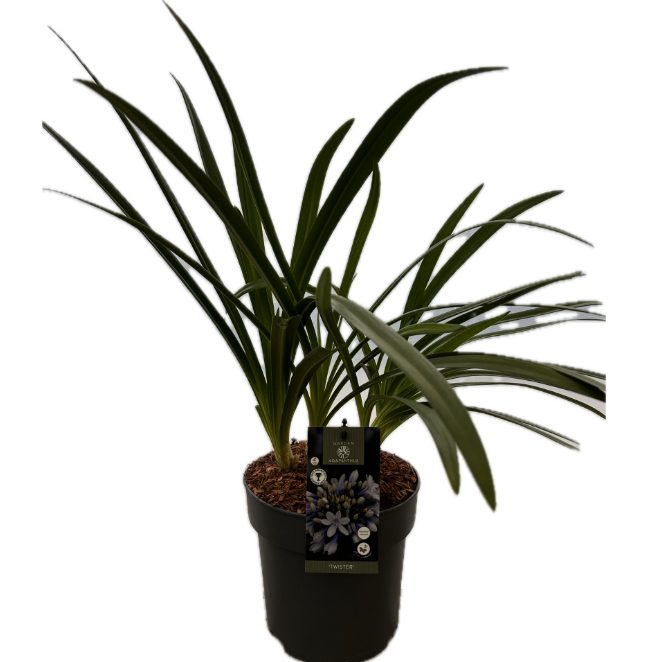 Agapanthus 'Twister' P22 GARDEN, D 22