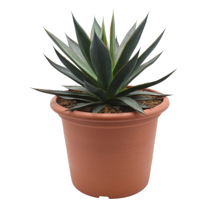 Agave Shaka Zulu, D 30