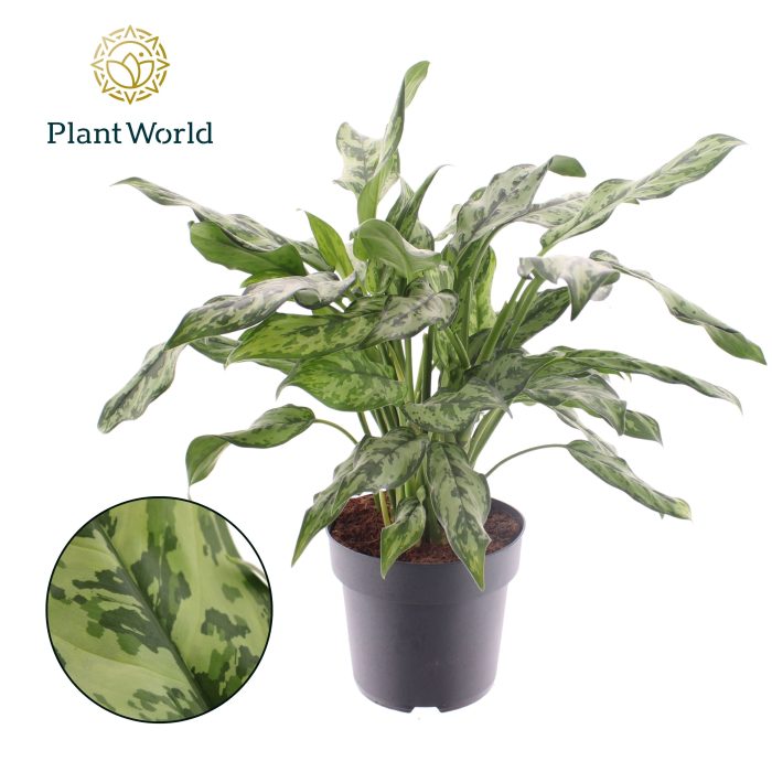 Aglaonema Juliette, D 21