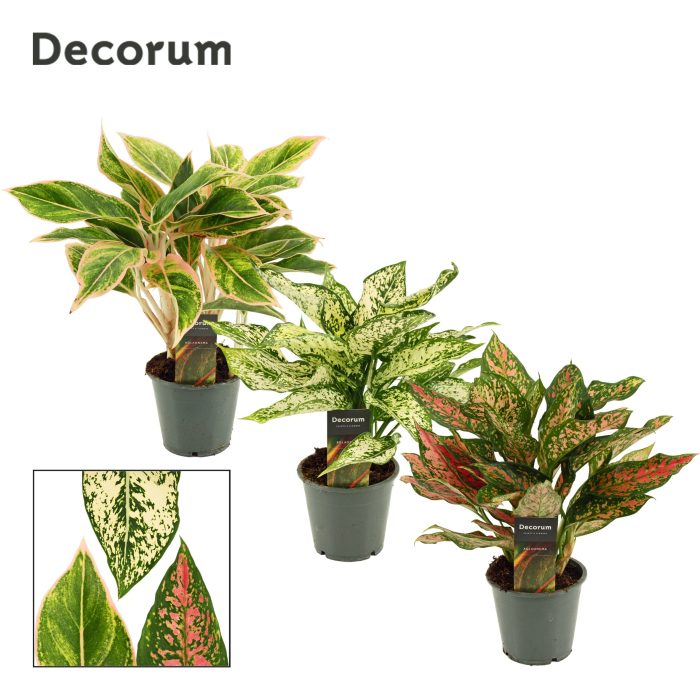 Aglaonema Special Mix 12 cm (Decorum), D 12