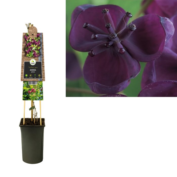 Akebia quinata +3.0 label, D 17