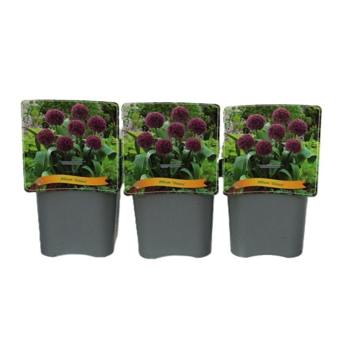 Allium 'Ostara' C5, D 21