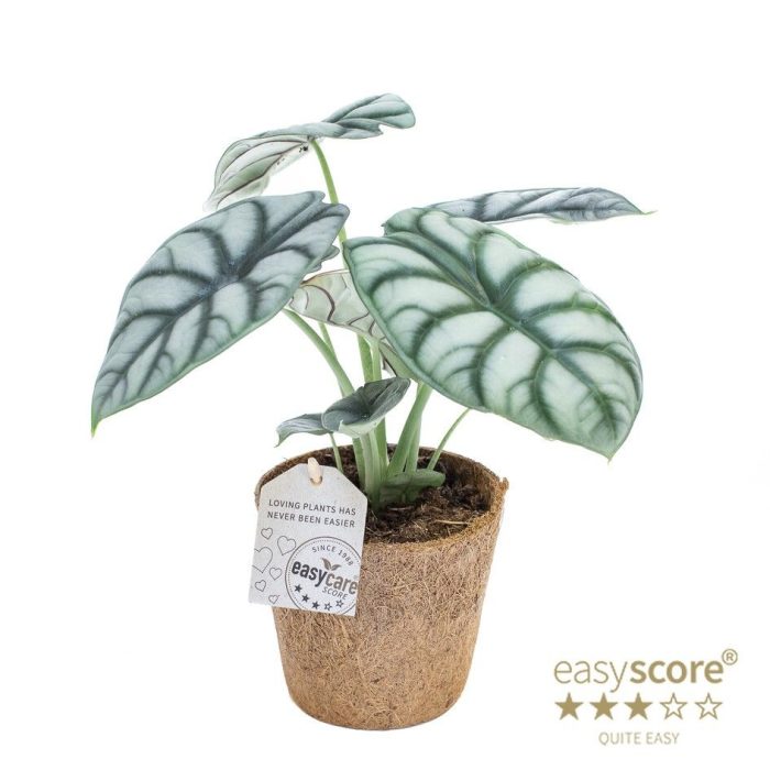Alocasia ´Silver Dragon´ - COCOZ, D 11