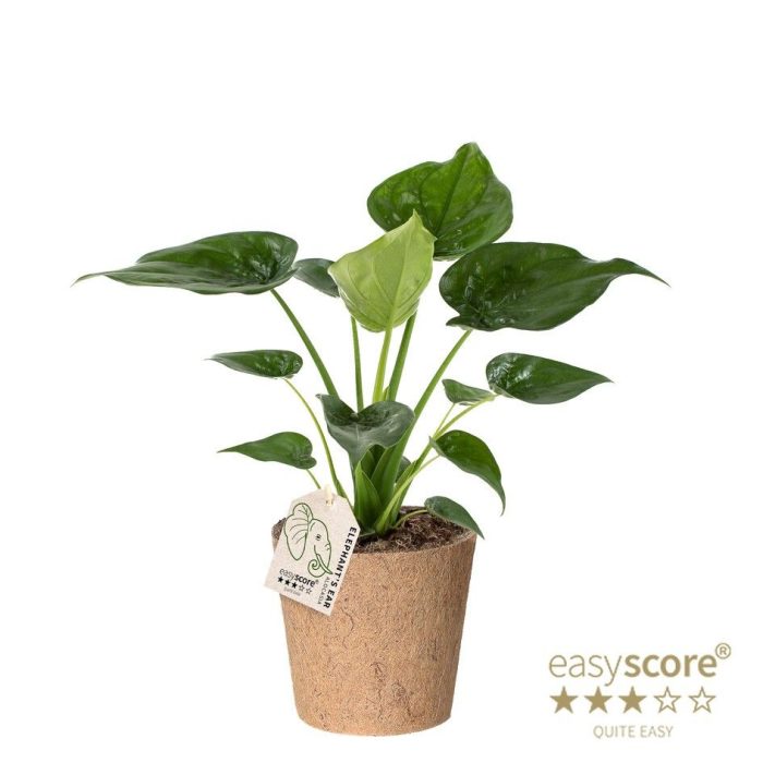Alocasia cucullata - Cocoz, D 17