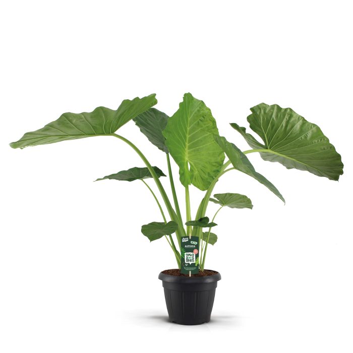 Alocasia Macrorrhiza 35c, D 35