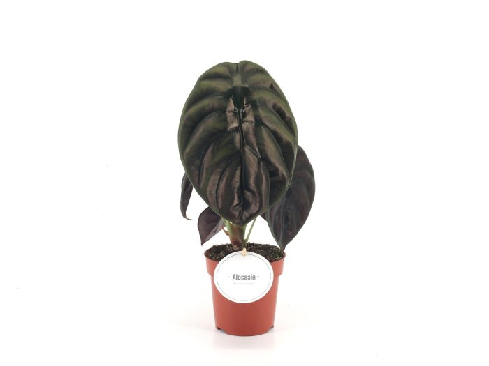 Alocasia Red Secret, D 12