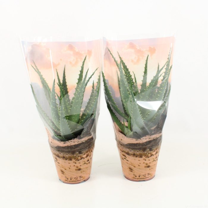 Aloe Arborescens in Desert Hoes, D 12