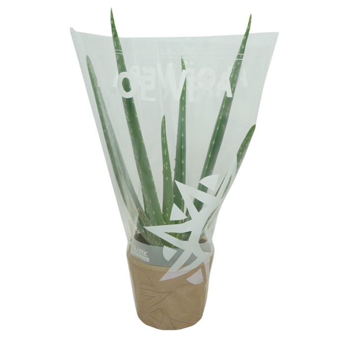 Aloë vera 10,5 cm in hoes, D 10,5