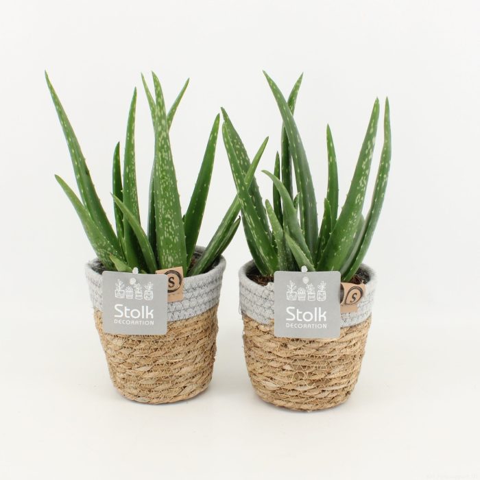 Aloe Vera in Basket, D 13